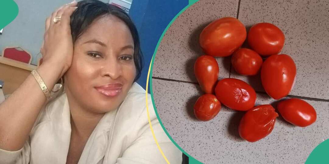 Nigerian Lady Displays Small Tomatoes She Bought for N1,500 in Market, People React to Photo [Video]